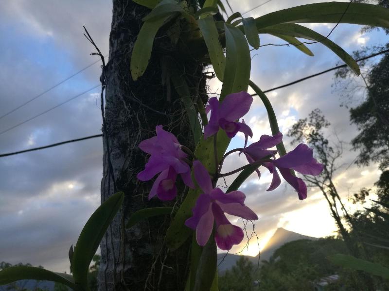 Cabinas Ecogarden Arenal image