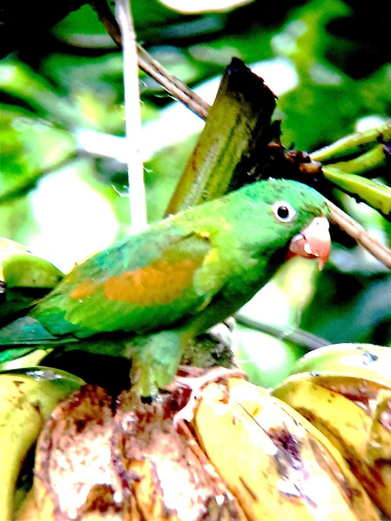 Arenal Rustic Lodge image