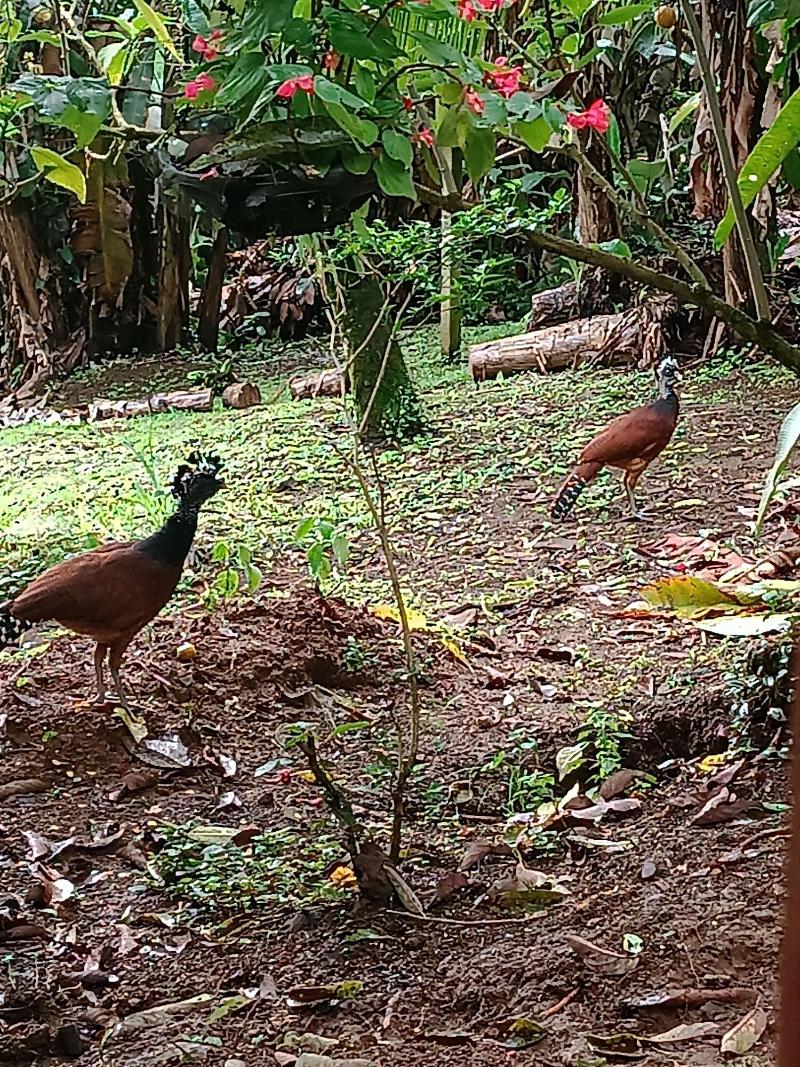 Arenal Rustic Lodge image