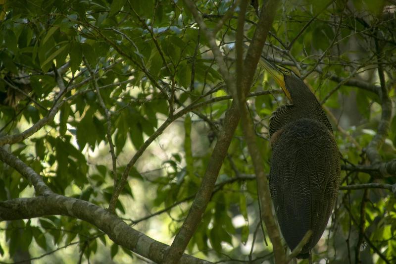 Villas Cabuya Beach & Forest image