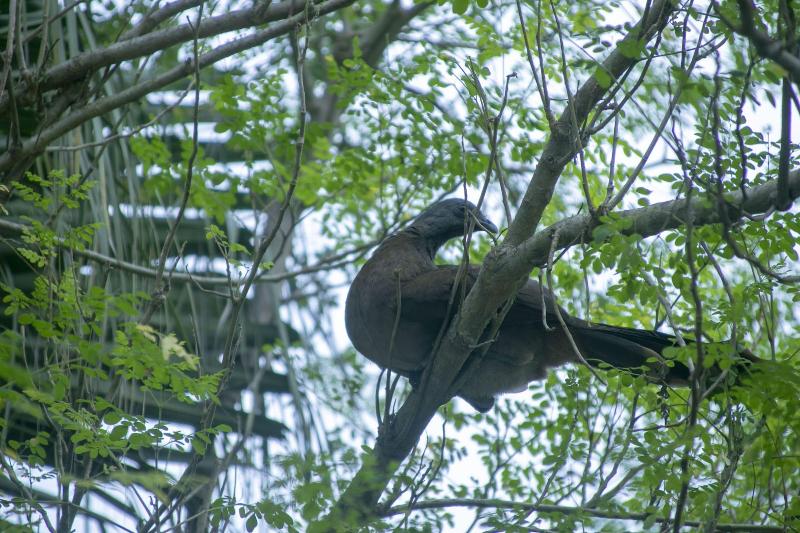 Villas Cabuya Beach & Forest image
