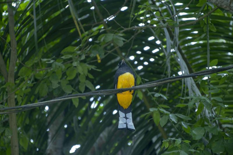 Villas Cabuya Beach & Forest image