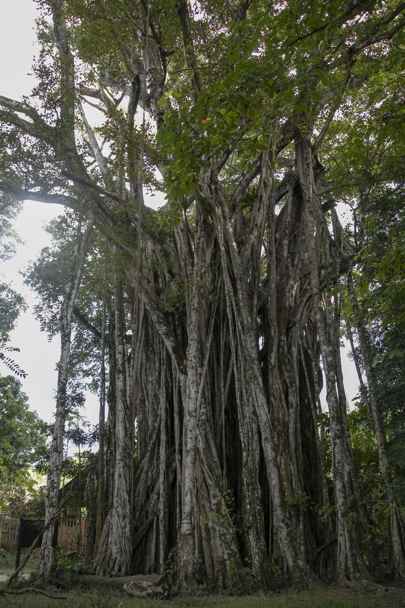 Villas Cabuya Beach & Forest image
