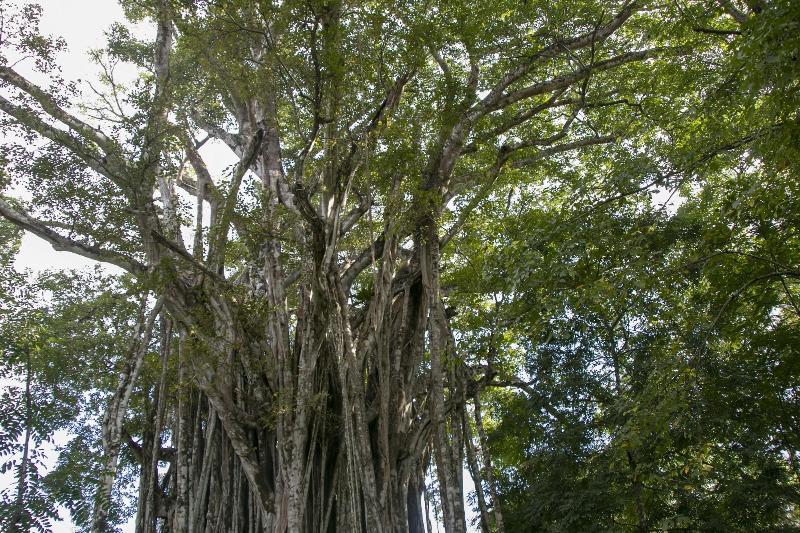 Villas Cabuya Beach & Forest image