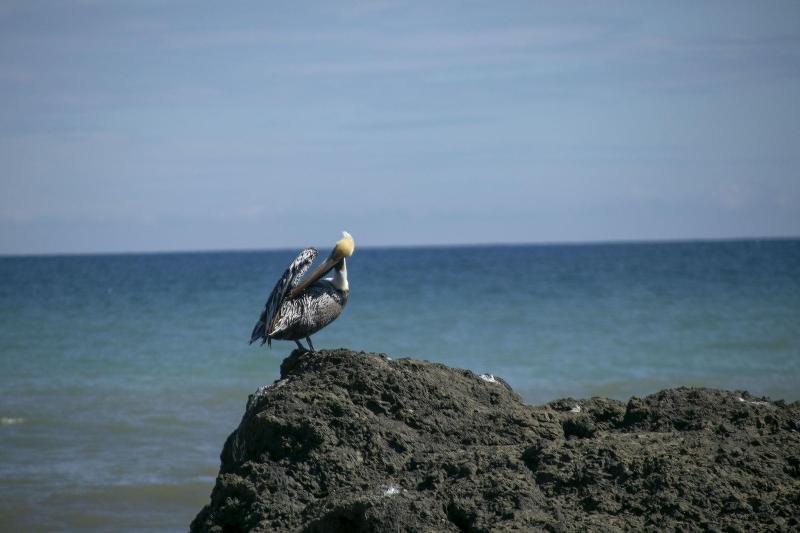 Villas Cabuya Beach & Forest image