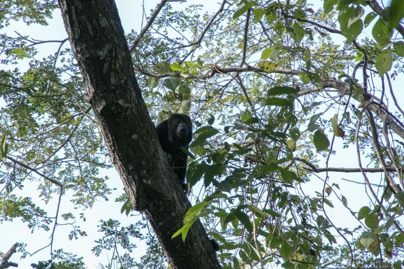 Villas Cabuya Beach & Forest image