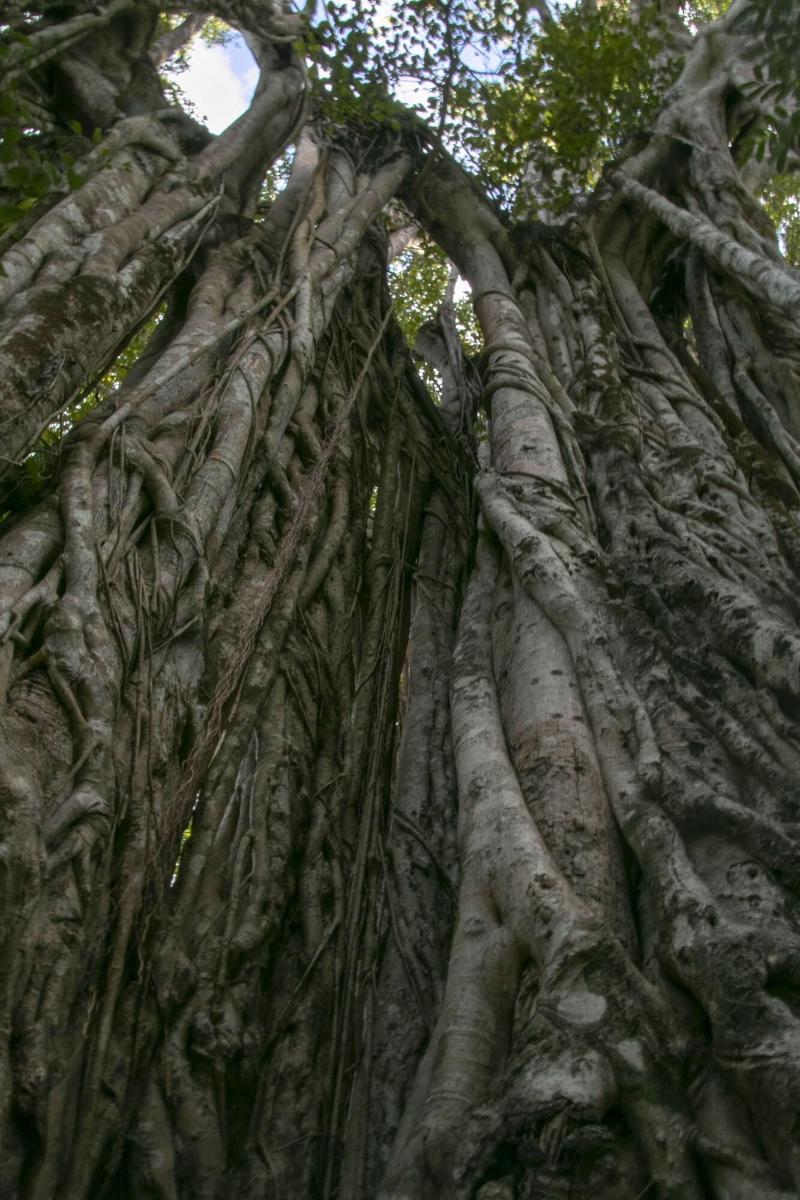 Villas Cabuya Beach & Forest image