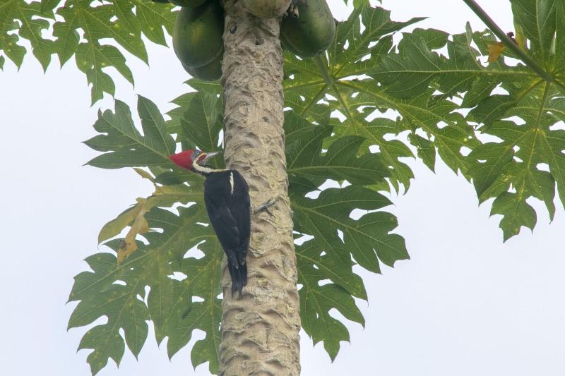 Villas Cabuya Beach & Forest image