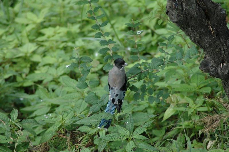 Monsoon Forest Bandhavgarh By Beyond Stay