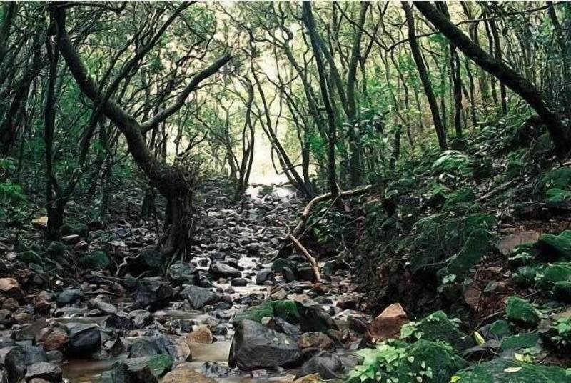 Monsoon Forest Bandhavgarh By Beyond Stay