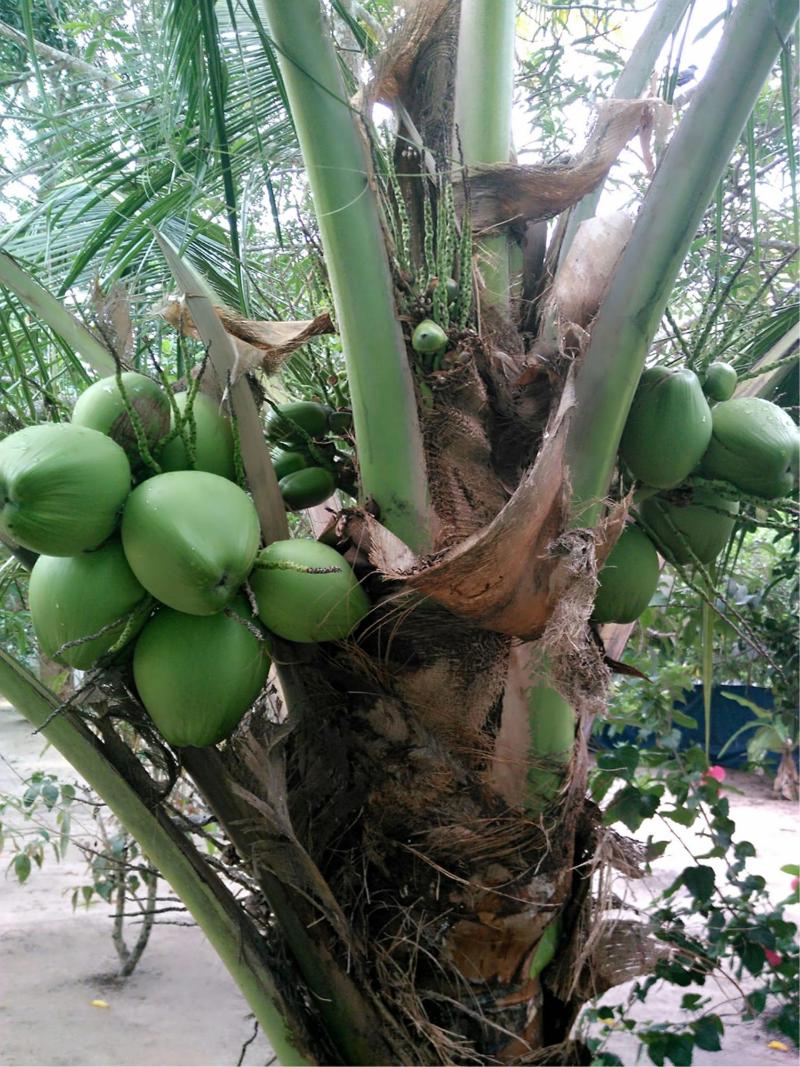 Achayans Homestay image