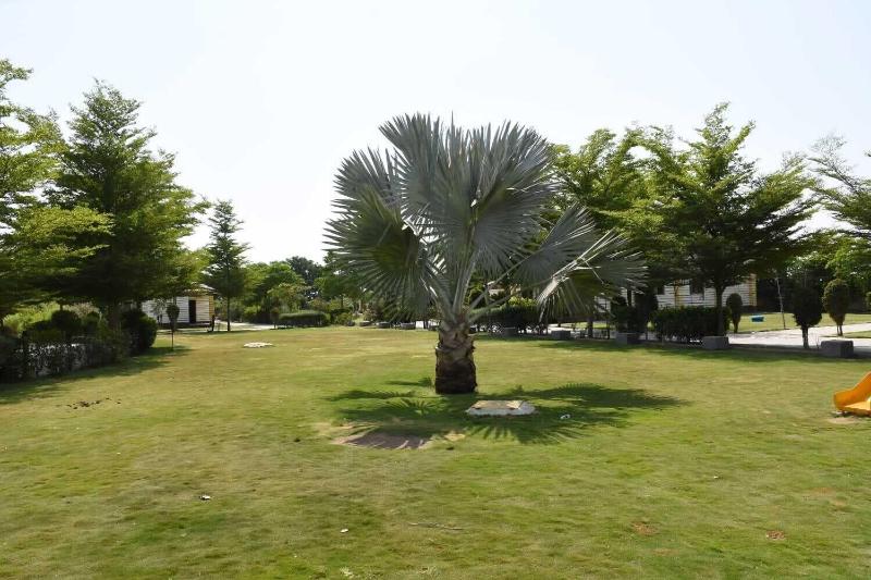 Dasada