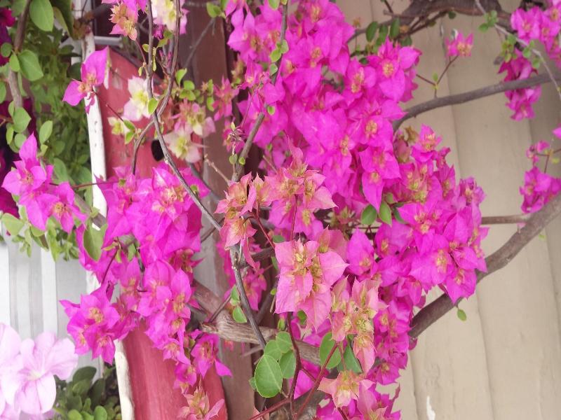 Dipankara Holiday Home Boudha image