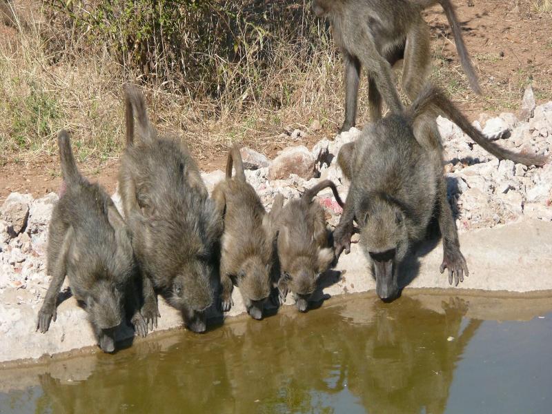 Baluleni Safari Lodge image