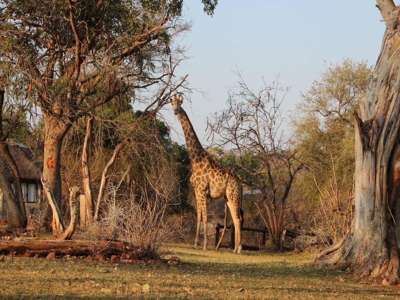 Baluleni Safari Lodge image