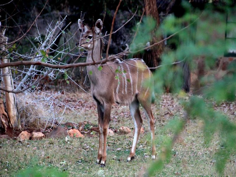 Baluleni Safari Lodge image