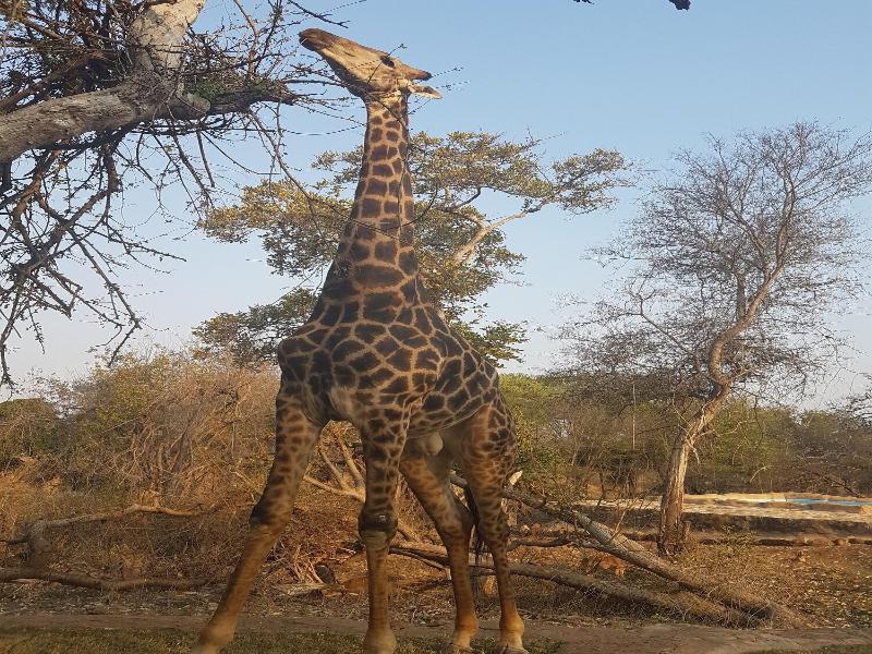 Baluleni Safari Lodge image