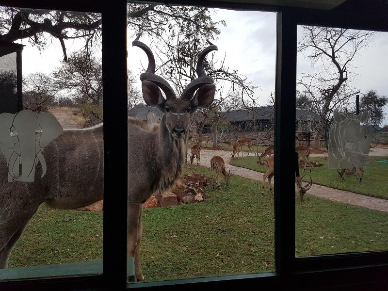 Baluleni Safari Lodge image