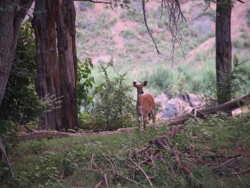 Baluleni Safari Lodge image