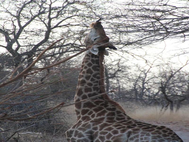 Baluleni Safari Lodge image