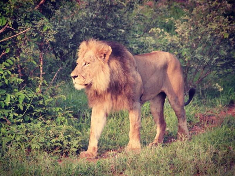 Baluleni Safari Lodge image