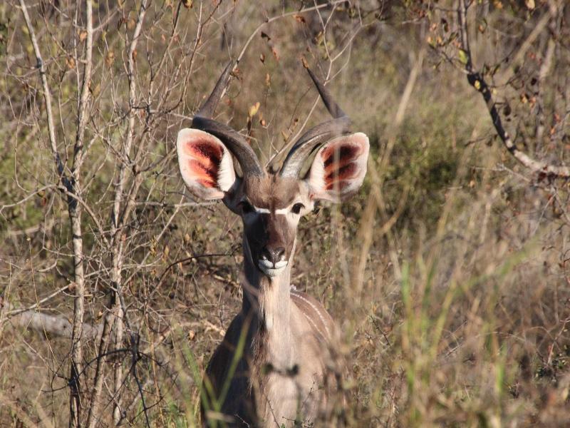 Baluleni Safari Lodge image