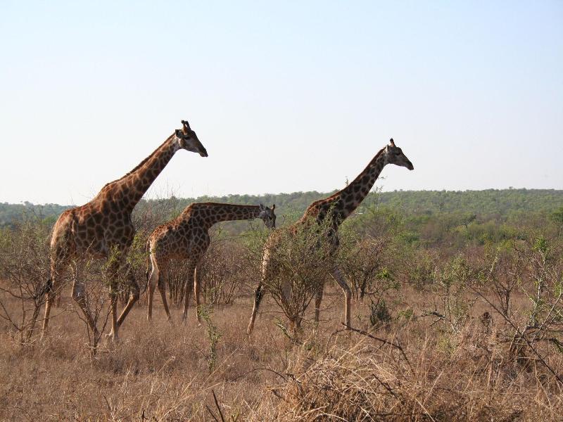 Baluleni Safari Lodge image