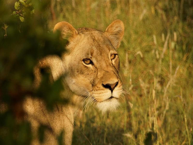 Baluleni Safari Lodge image