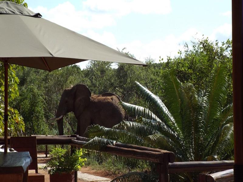 Baluleni Safari Lodge image