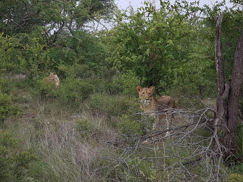 Baluleni Safari Lodge image