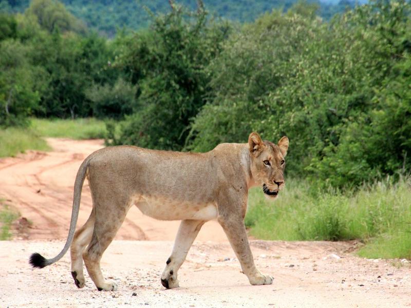 Baluleni Safari Lodge image