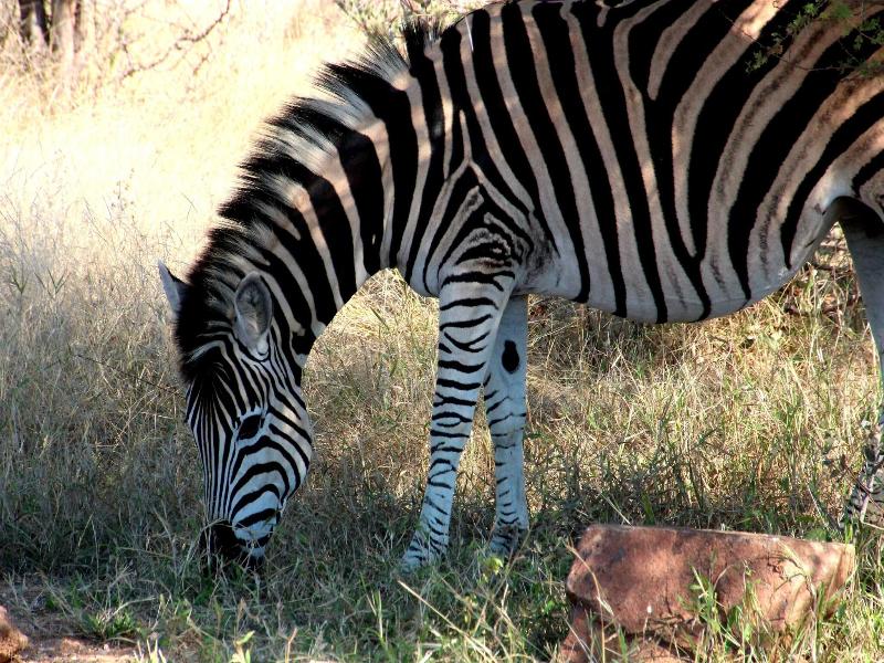 Baluleni Safari Lodge image