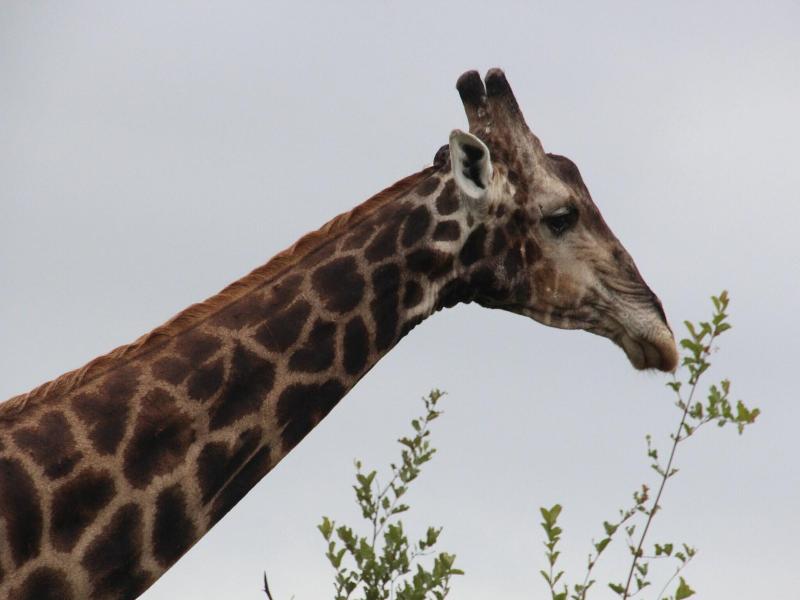 Baluleni Safari Lodge image