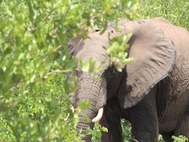 Baluleni Safari Lodge image