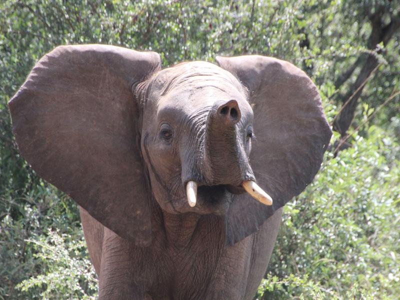 Baluleni Safari Lodge image