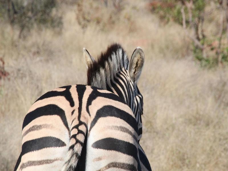 Baluleni Safari Lodge image