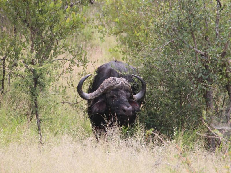 Baluleni Safari Lodge image