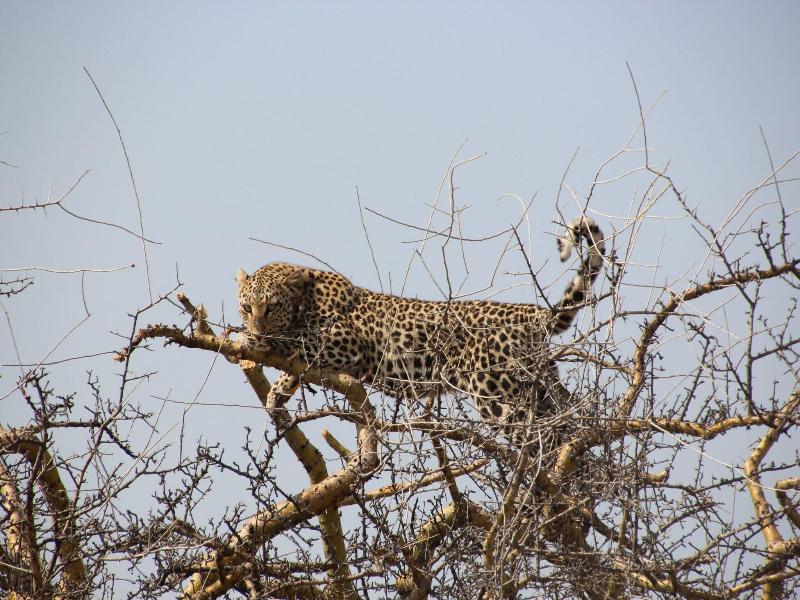 Baluleni Safari Lodge image