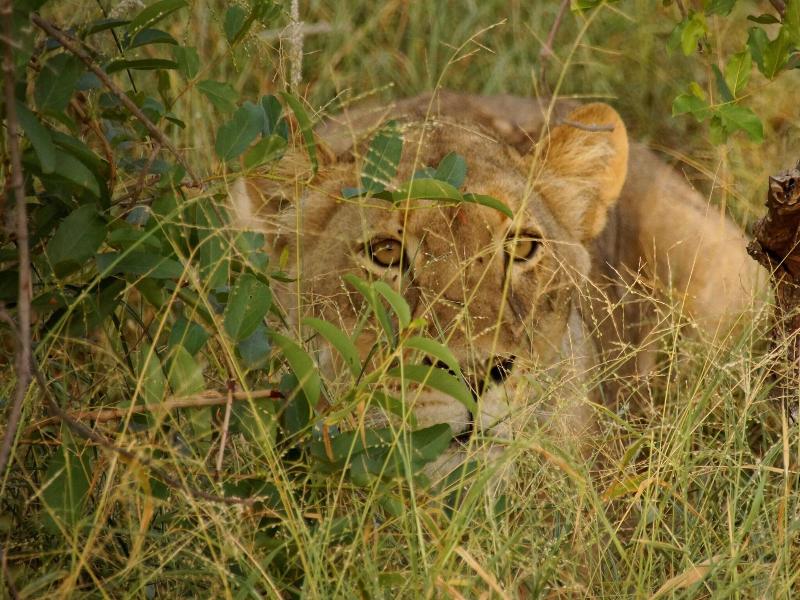 Baluleni Safari Lodge image