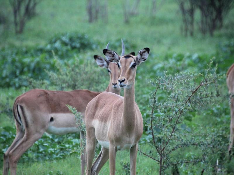 Baluleni Safari Lodge image
