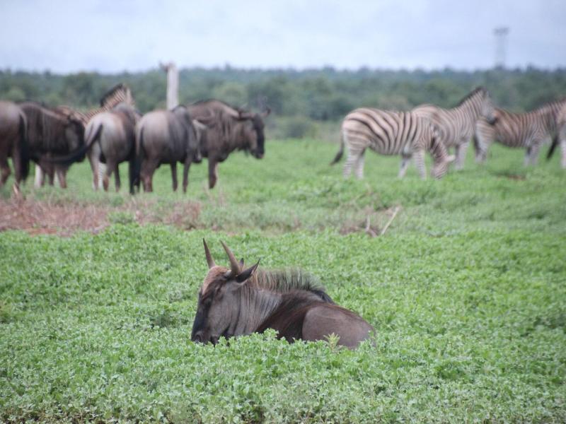 Baluleni Safari Lodge image