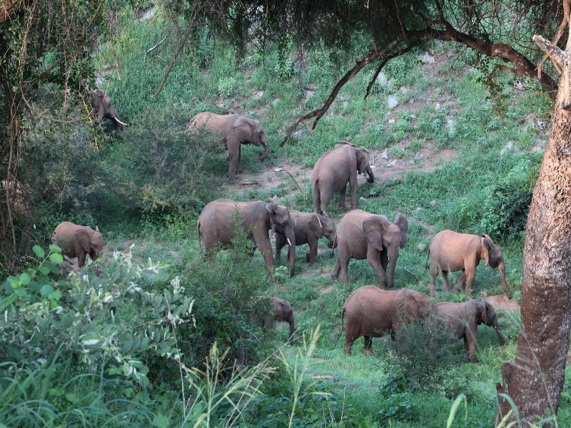 Baluleni Safari Lodge image