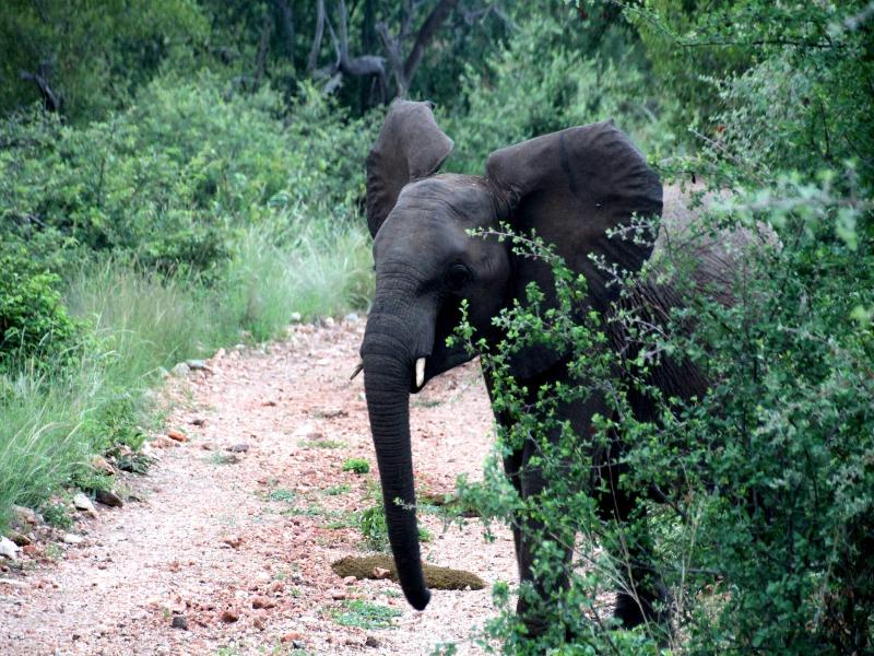Baluleni Safari Lodge image