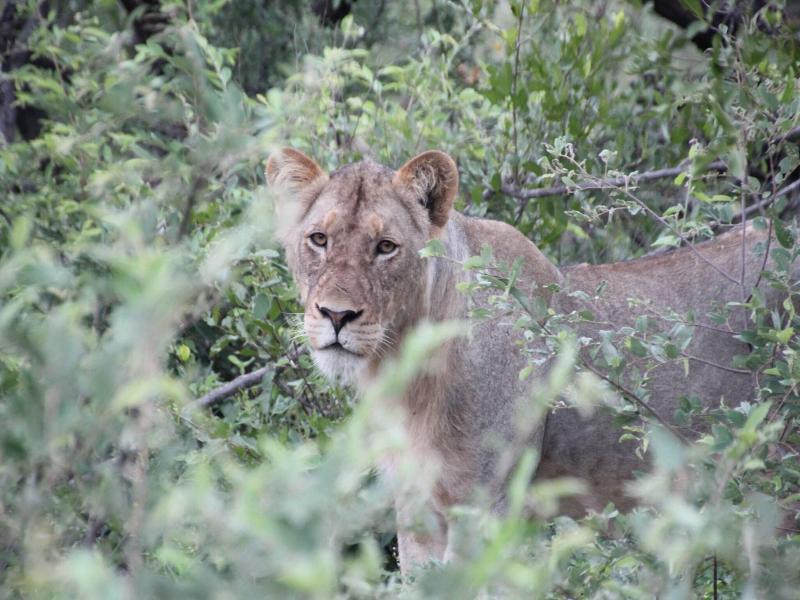 Baluleni Safari Lodge image