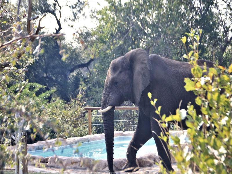 Baluleni Safari Lodge image
