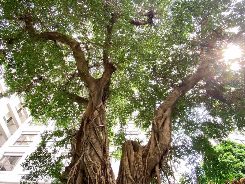 Grand Banyan Hotel image