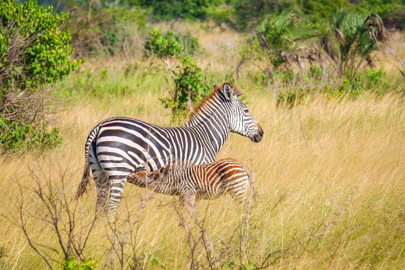 Saadani Safari Lodge image