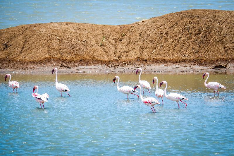 Saadani Safari Lodge image