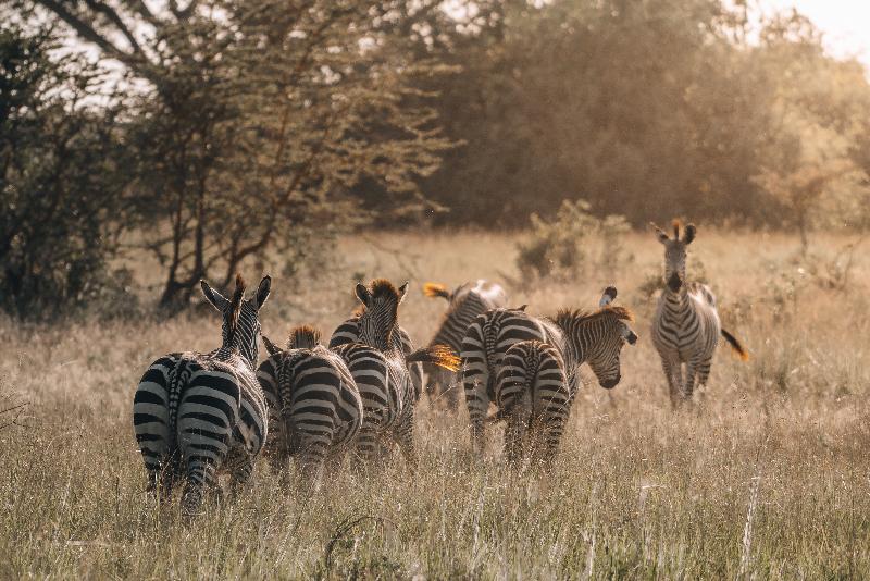 Saadani Safari Lodge image