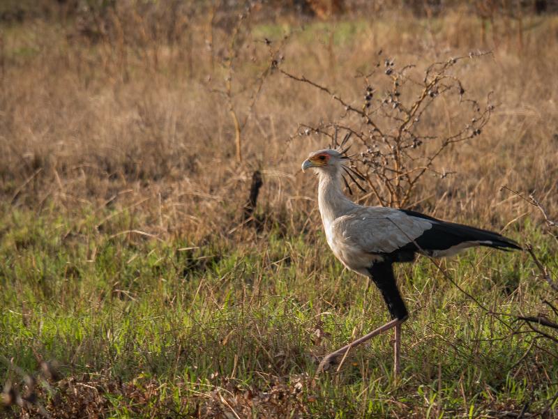 Saadani Safari Lodge image